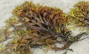 Seaweed 1